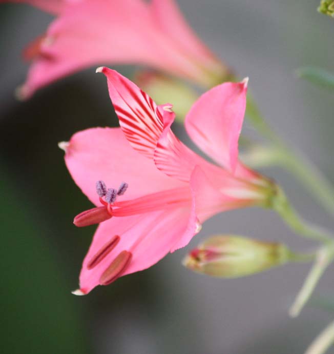 Alstroemeria hookeri