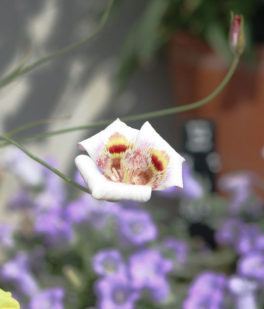 Calochortus venustus