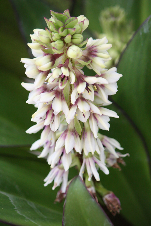 Eucomis humilis