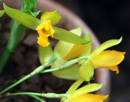 Lycaste aromatica