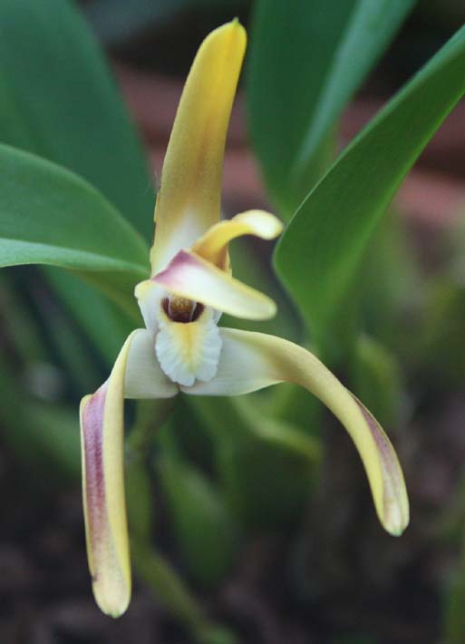 Maxillaria triloris