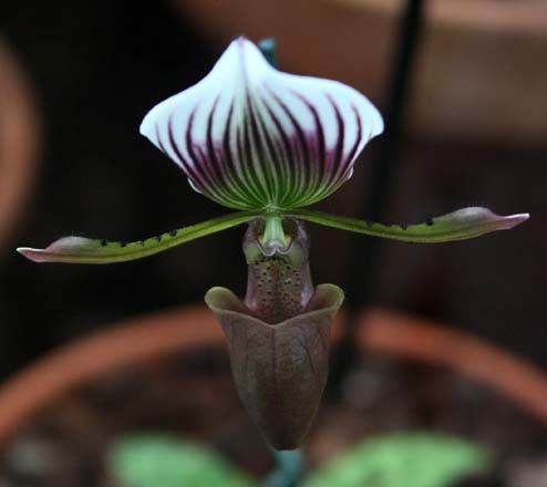 Paphiopedilum lawrenceanum