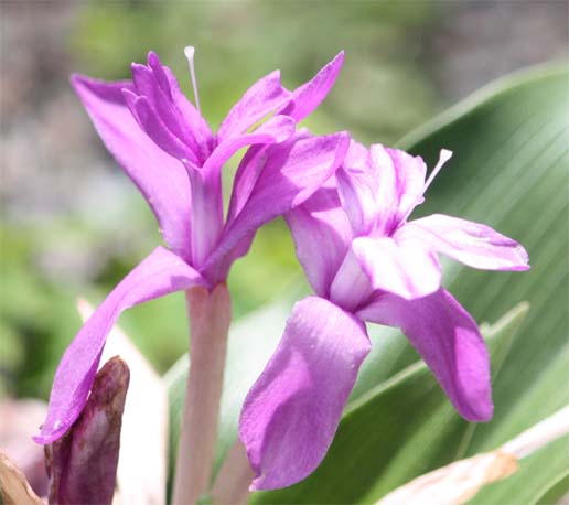 Roscoea humeana