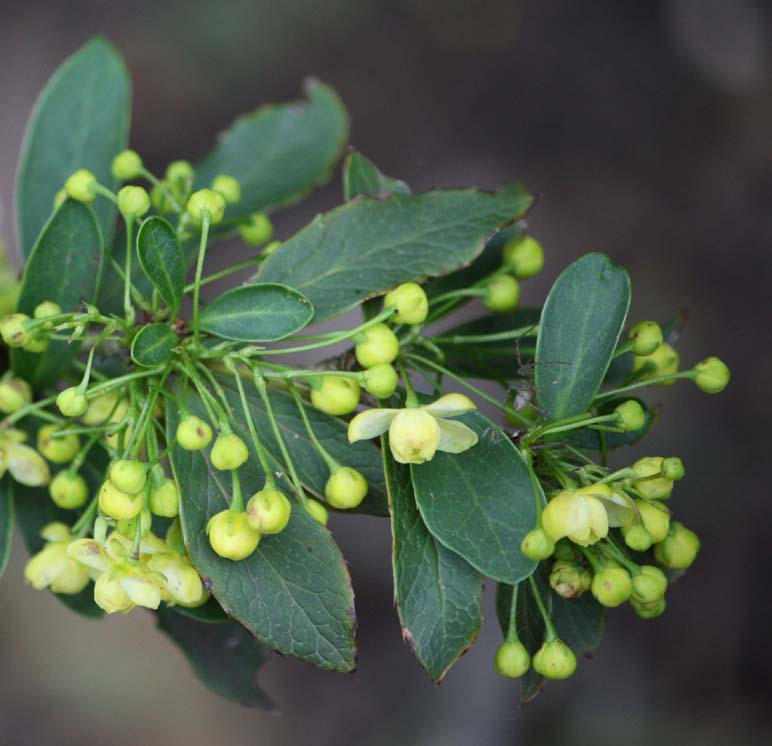 Berberis beaniana