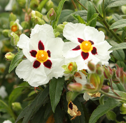 Cistus sp.