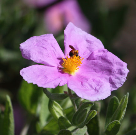 Cistus aguilari