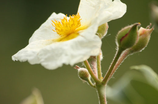 Cistus laurifolius