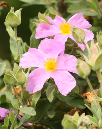 Cistus albidus