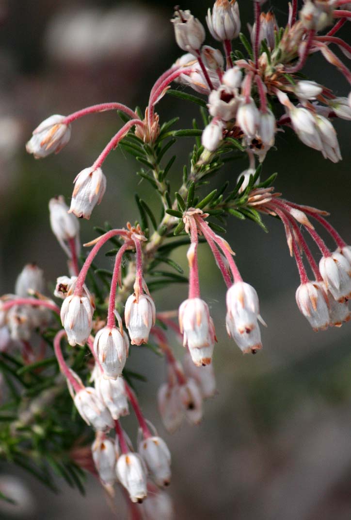 Erica sicula