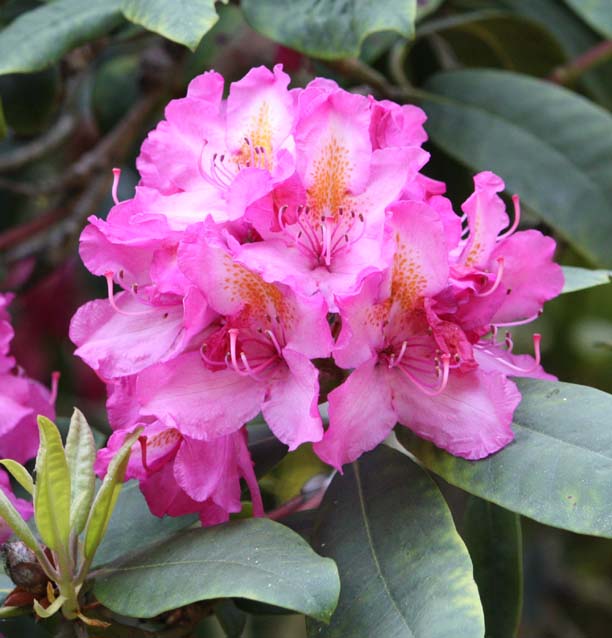 Rhododendron sp.