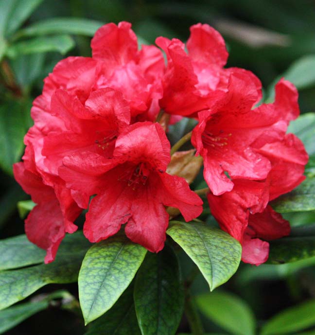 Rhododendron sp.