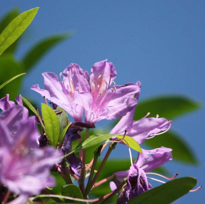 Rhododendron sp.