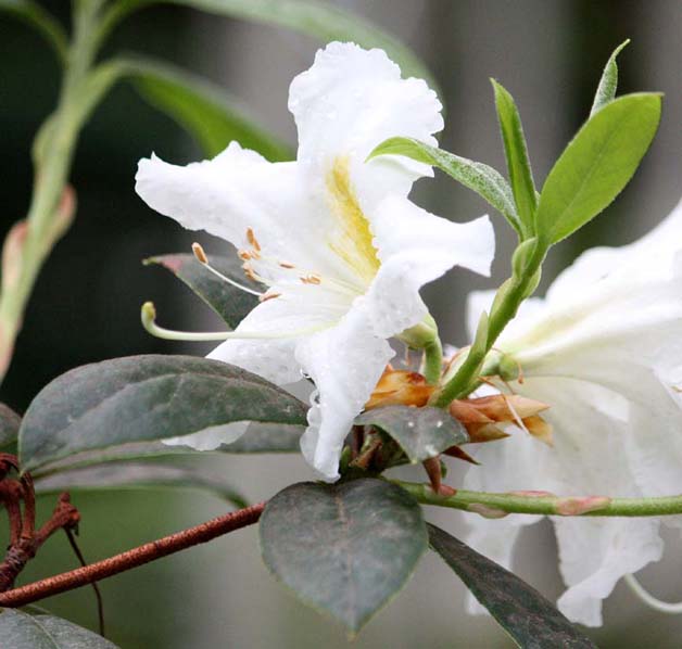 Rhododendron sp.