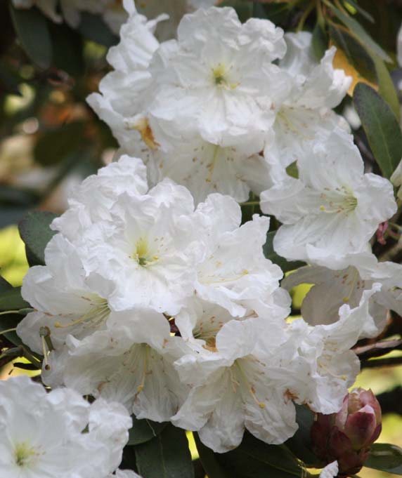 Rhododendron sp.