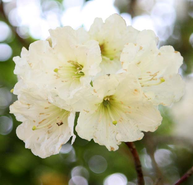 Rhododendron sp.