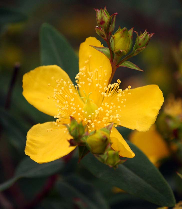 Hypericum acmosepalum