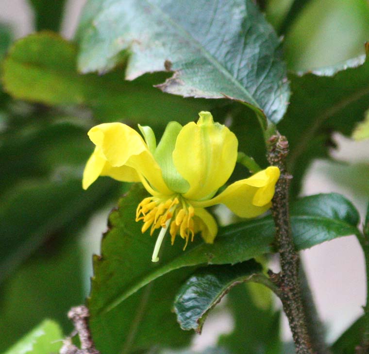 Ochna serrulata