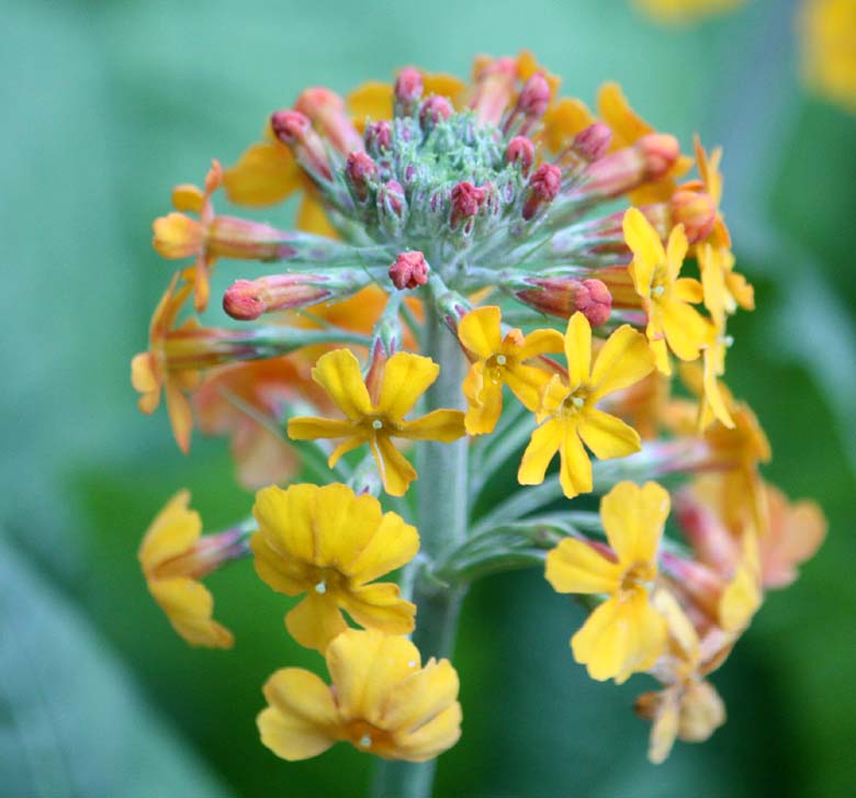 Primula bulleyana