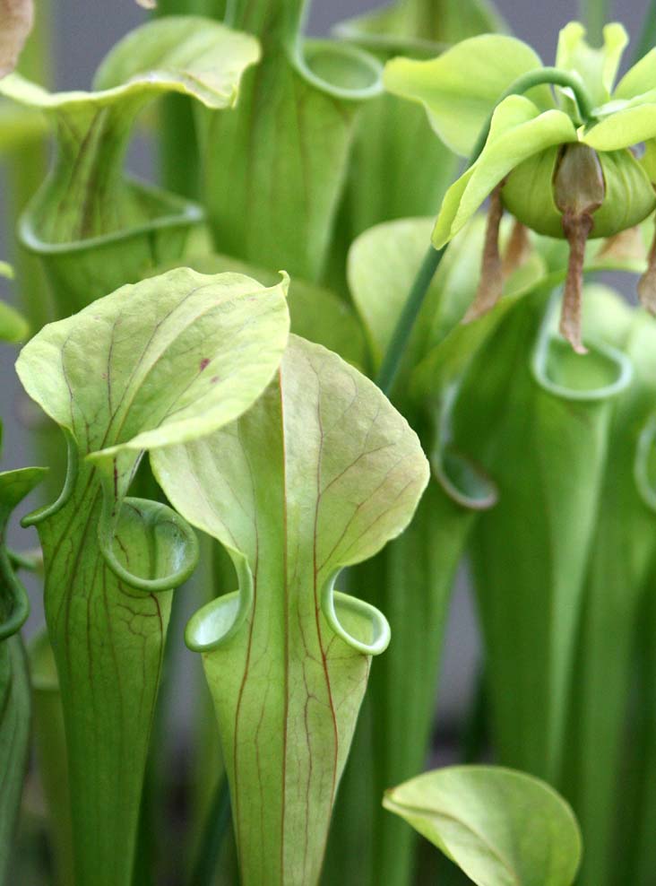 Sarracenia oreophilla