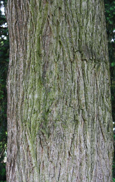 Tilia platyphyllos