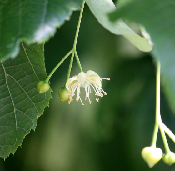 Tilia platyphyllos