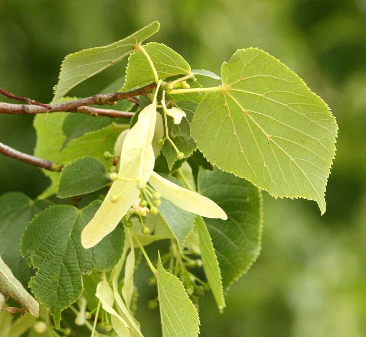 Tilia vulgaris