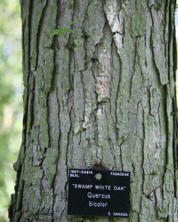 Swamp White Oak