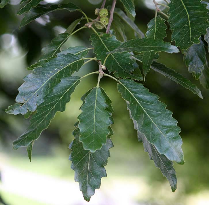 Quercus castaneifolia