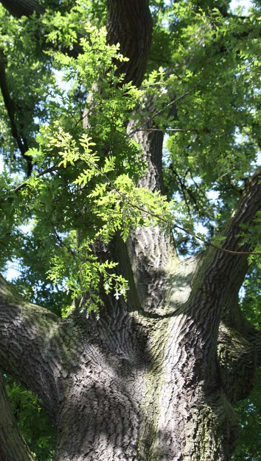 Turkey Oak