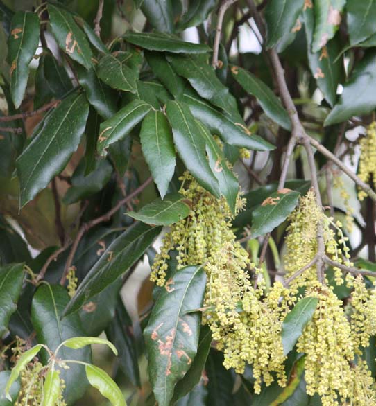 Holm Oak