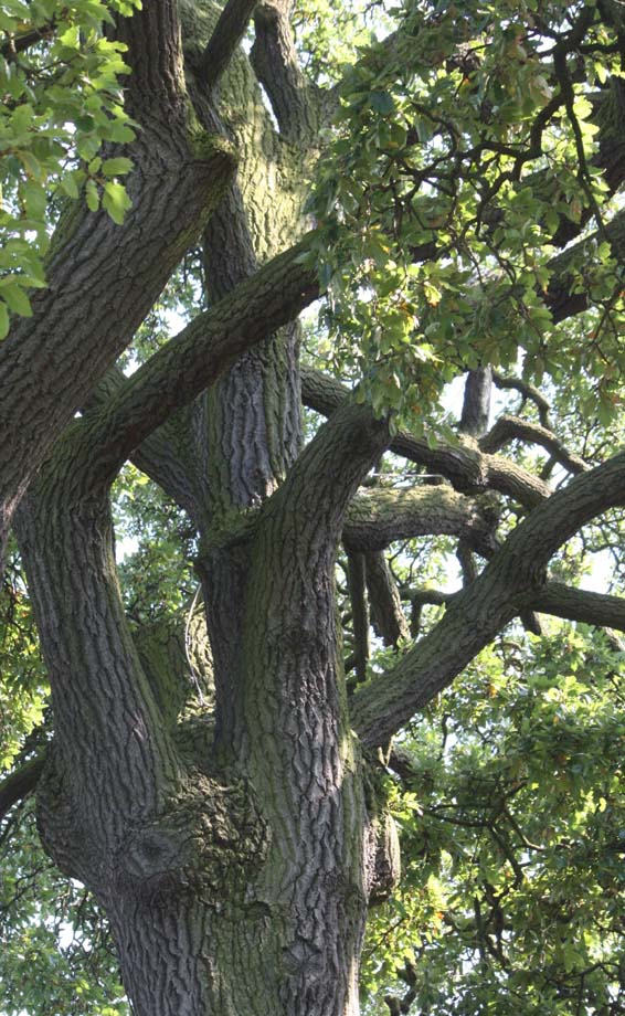 Holm Oak