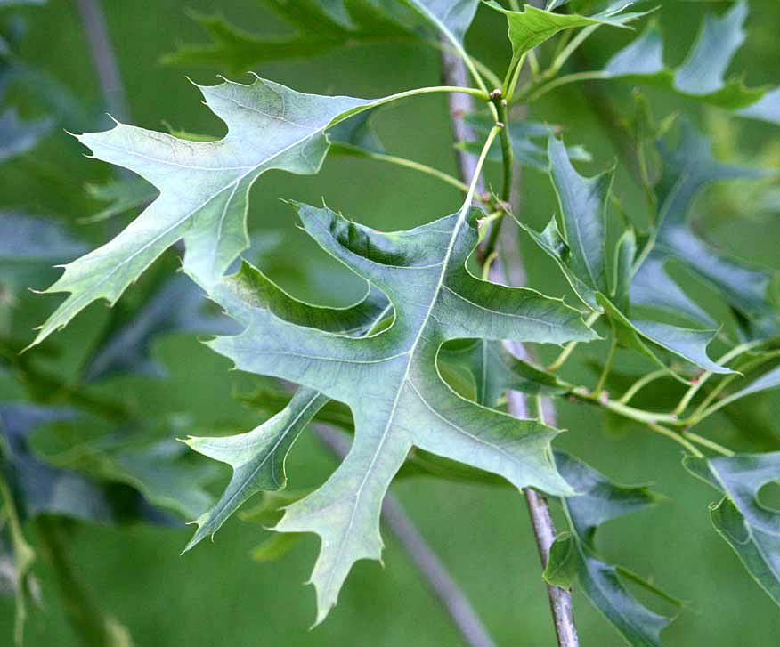 Pin Oak