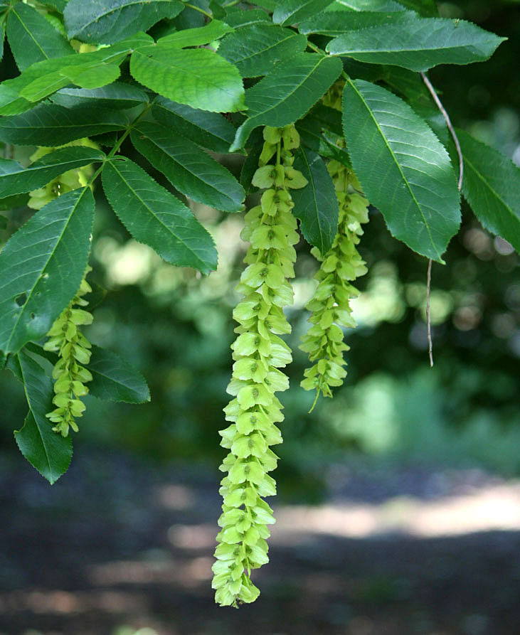 Pterocarya rehderiana