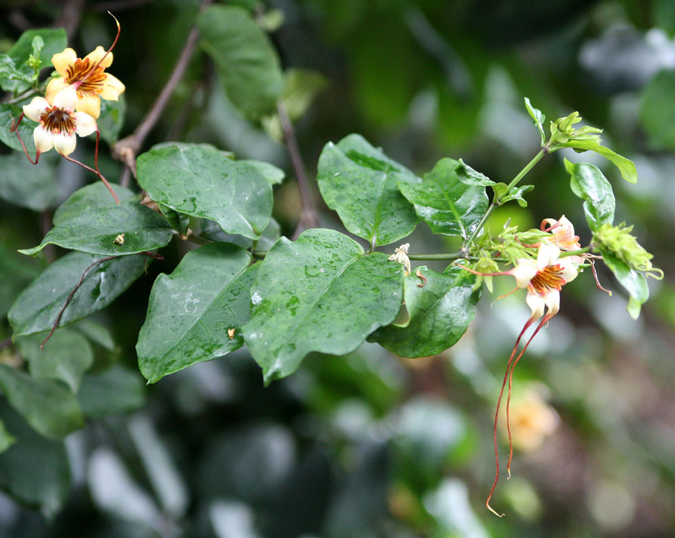 Strophanthus brenssii