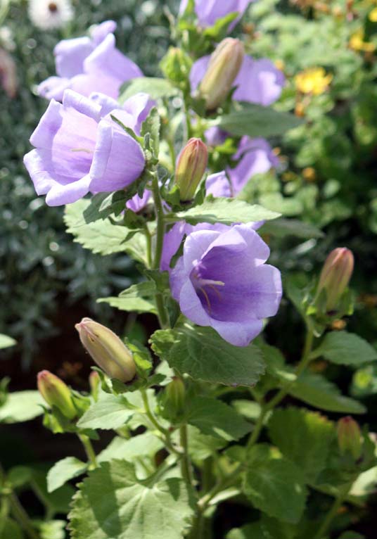 Campanula incurva