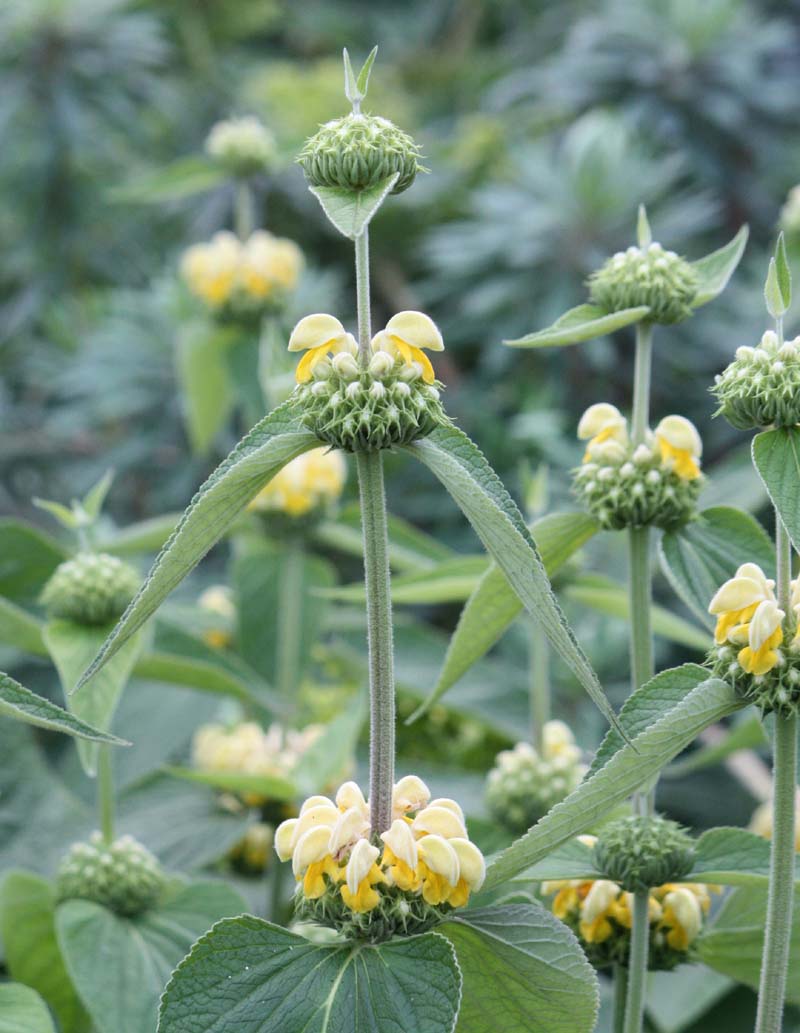 Phlomis russeliana