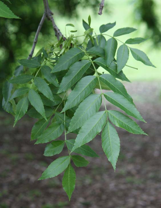 Fraxinus excelsior