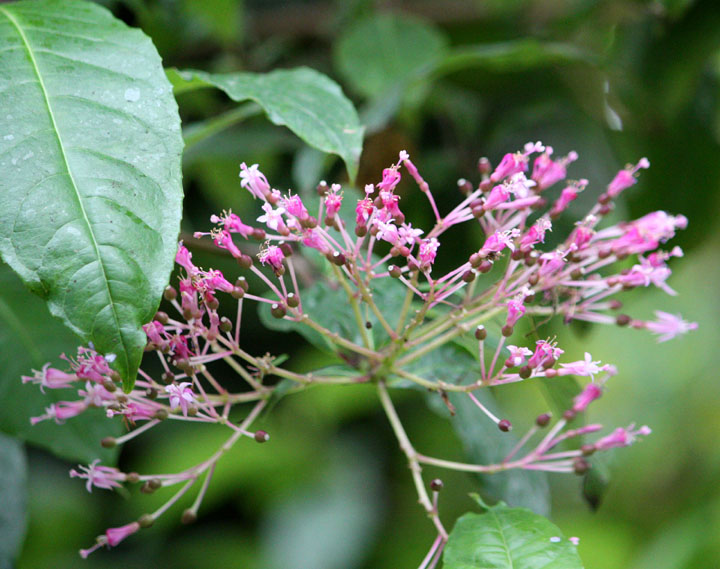 Cinchona pubescens