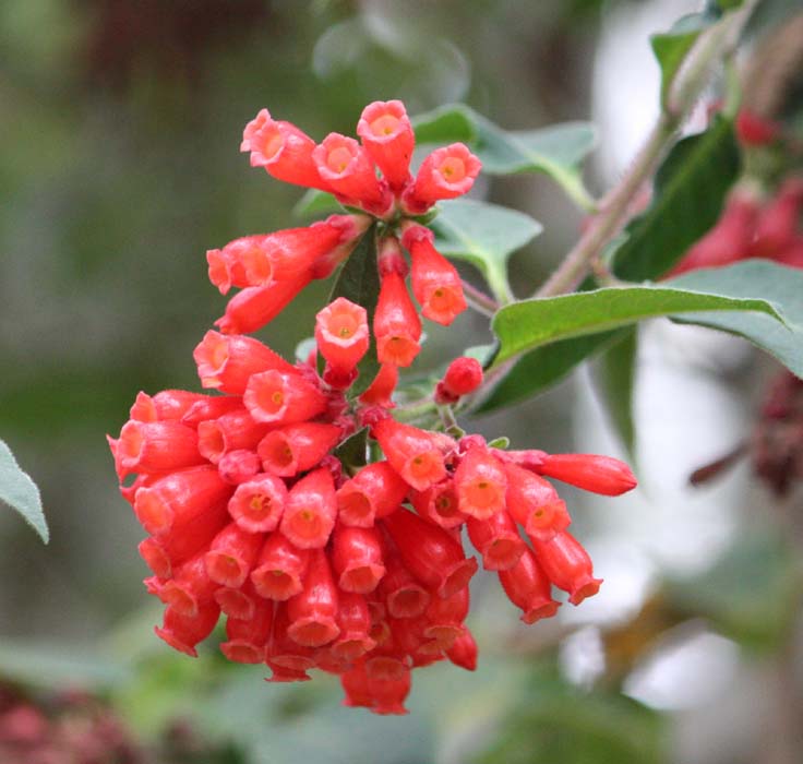 Cestrum fasciculatum