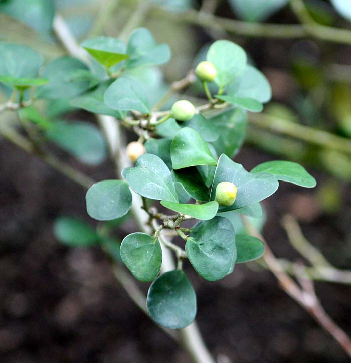 Ficus deltoidea