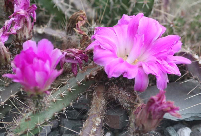 Echinocerens pentalophus