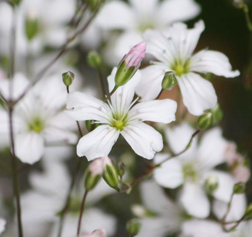 Gypsophila tenuifolia