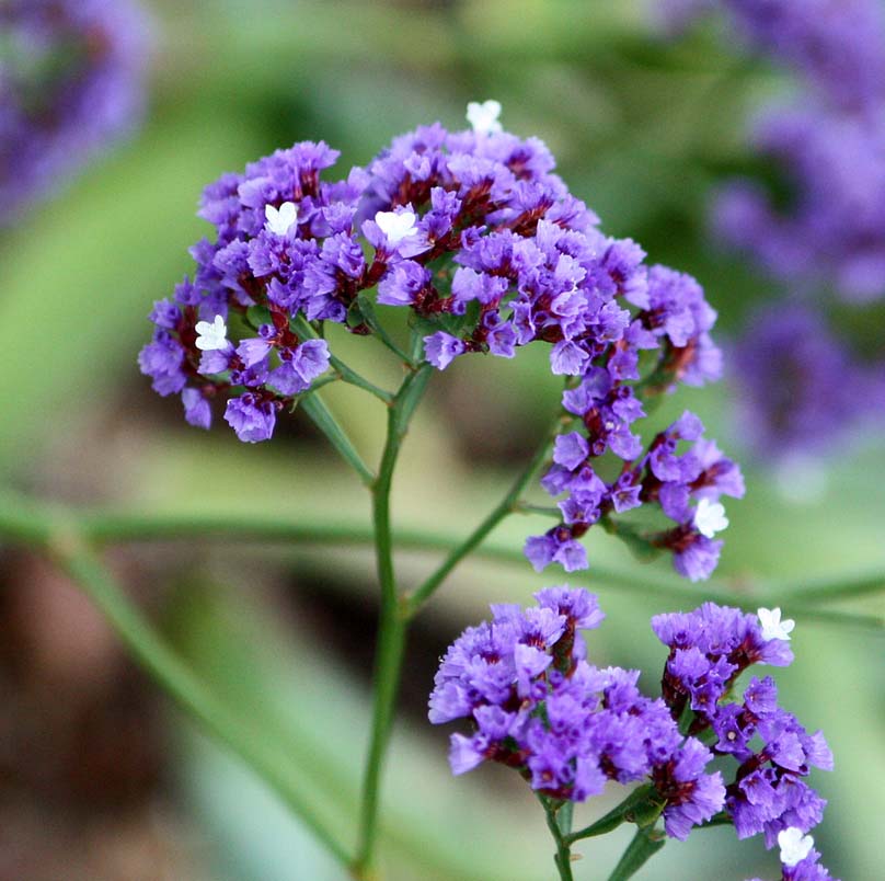 Limonium spectabile