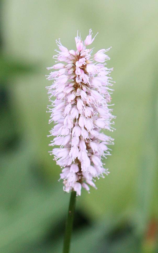 Persicaria bistorta