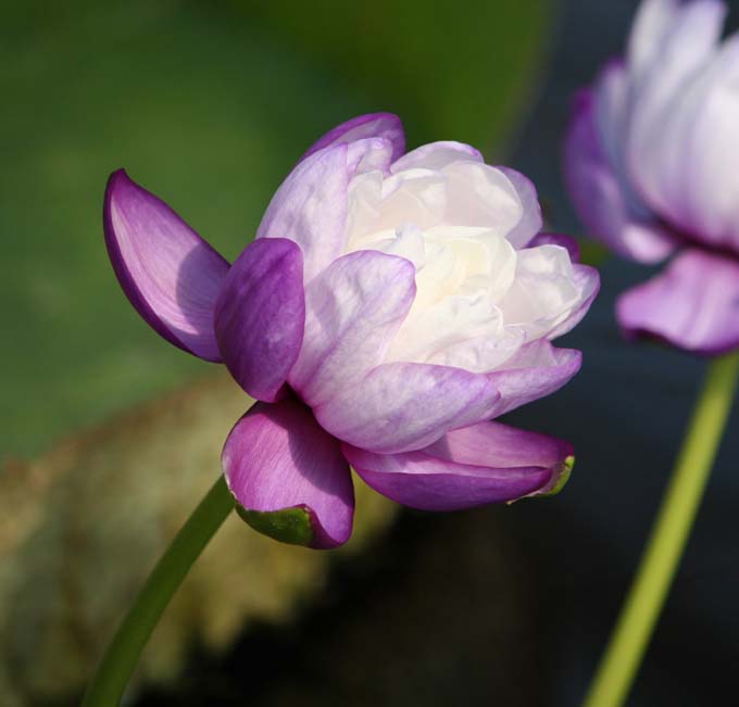 Nymphaea@immutabilis