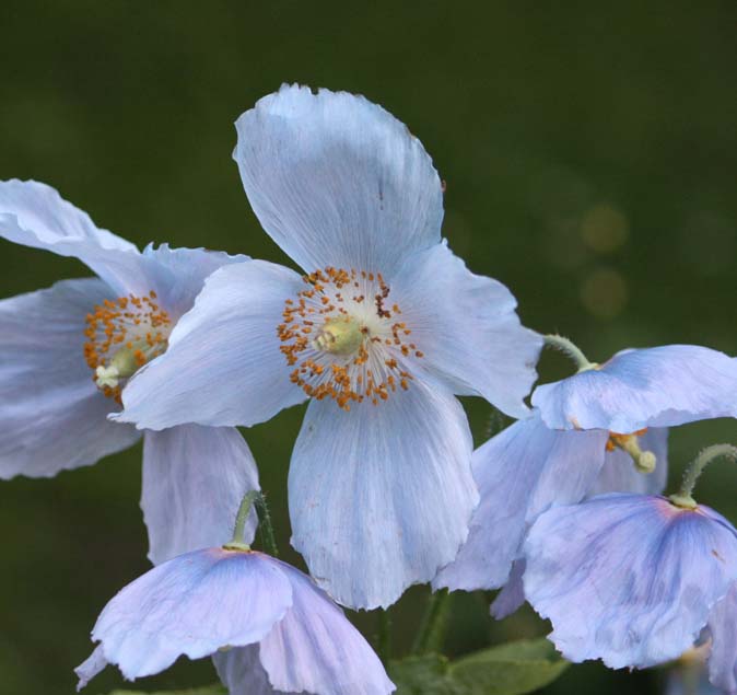 Meconopsis betonicifolia