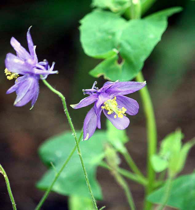 Aquilegia thalictrifolia