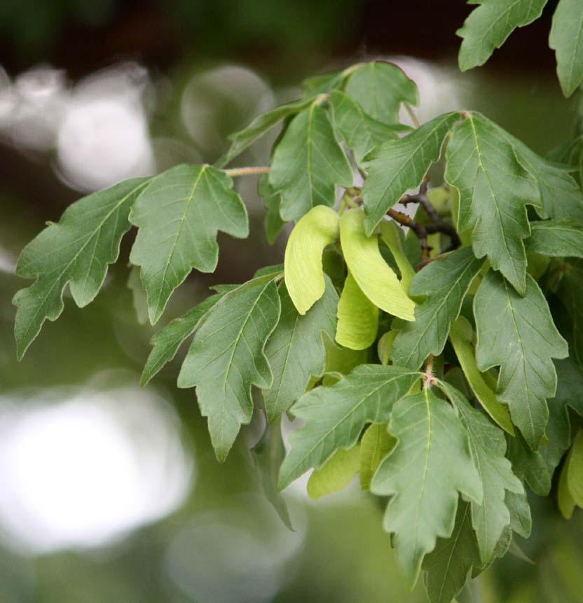 Acer griseum