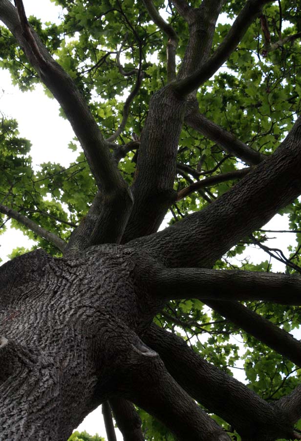 Norway Maple