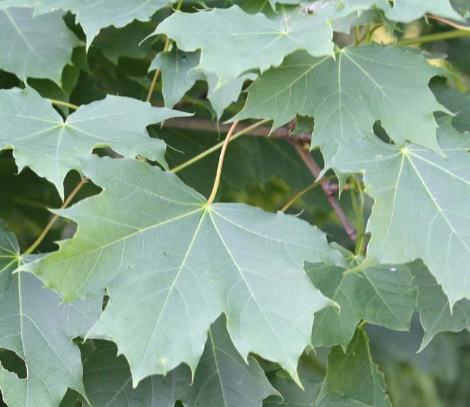 Norway Maple